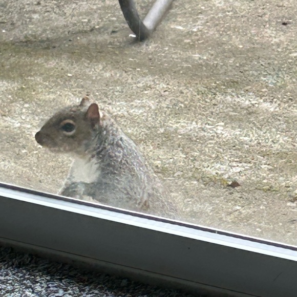 Meet your Posher, Heather 🧚‍♂️ - Picture 5 of 7